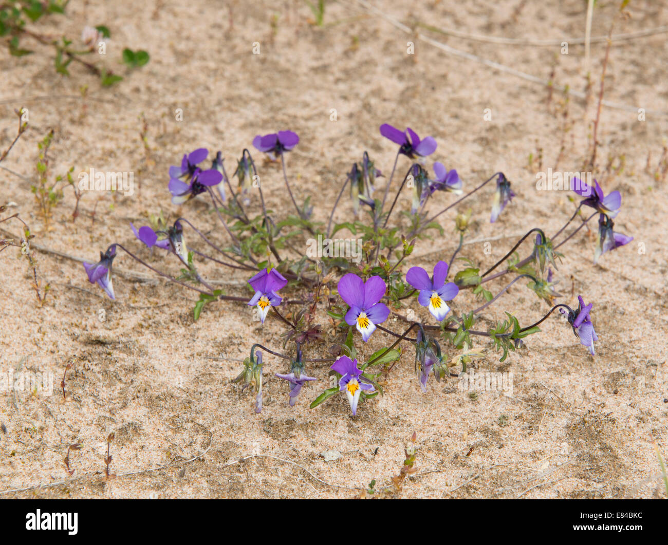 Wild Pansy Viola tricolor growing in sand dunes on Sands of Forvie National Nature Reserve Aberdeenshire Scotland Stock Photo