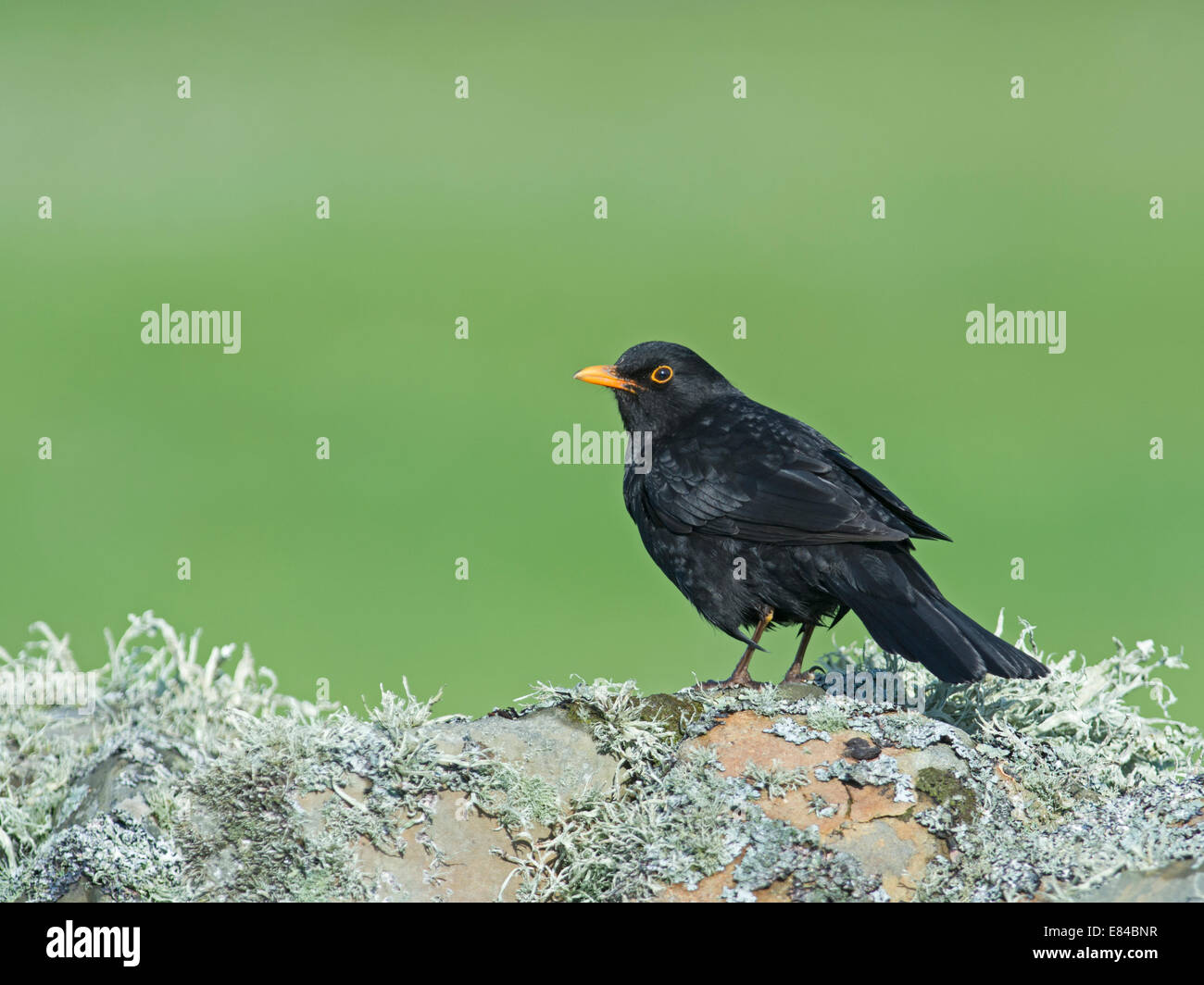 blackbird-turdus-merula-male-shetland-june-stock-photo-alamy