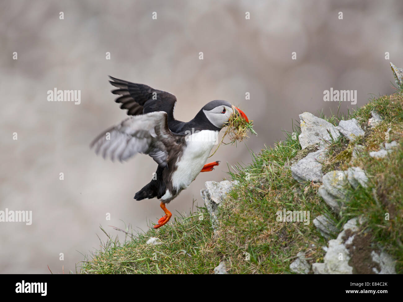 Atlantic Puffin Fratercula arctica with nest material Hermaness NNR Unst Shetland Stock Photo