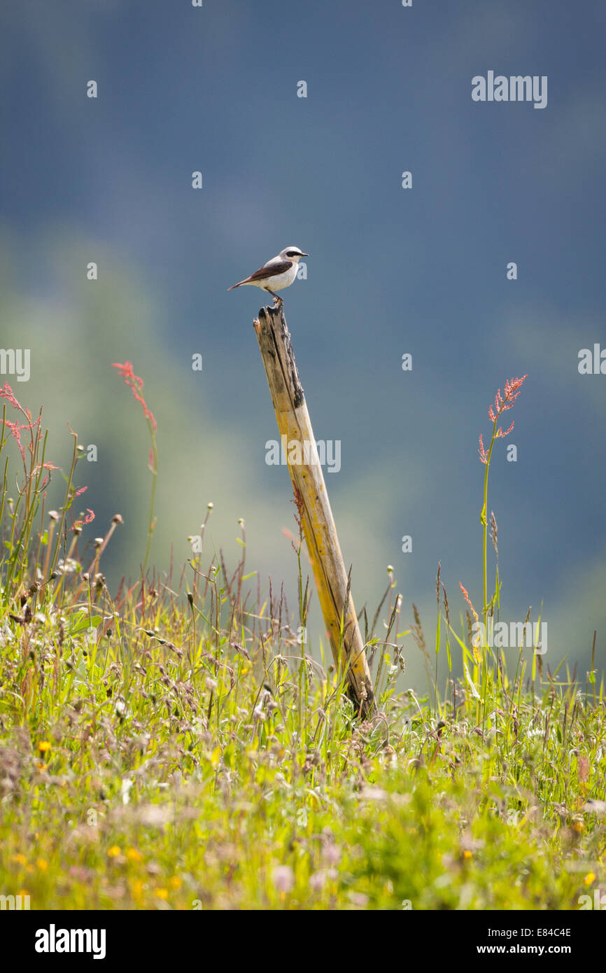 Northern Wheatear on the look out. Stock Photo