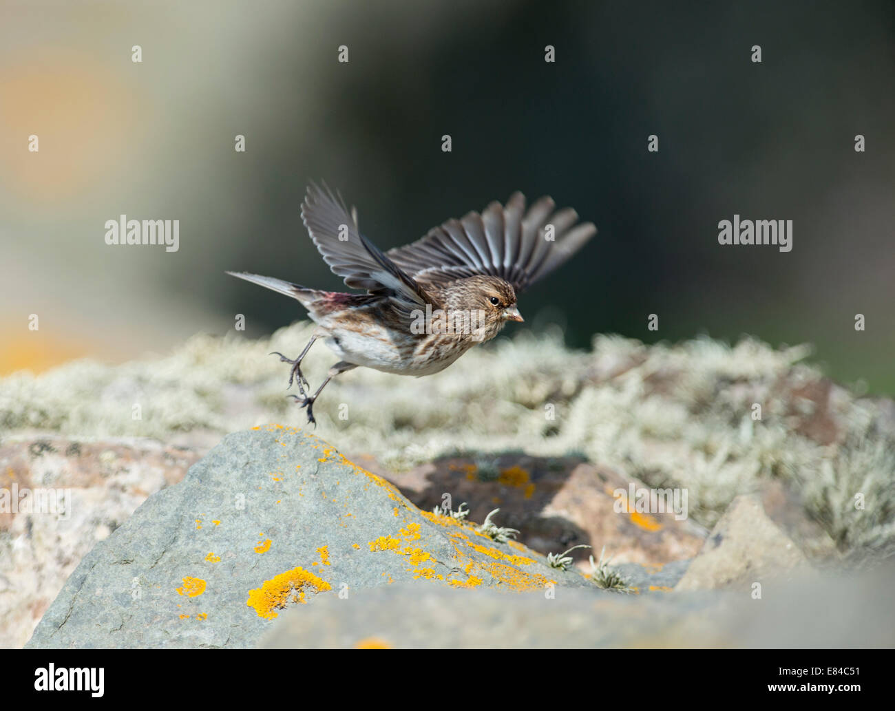 Twite Carduelis flavirostris Sumburgh Head Shatland June Stock Photo