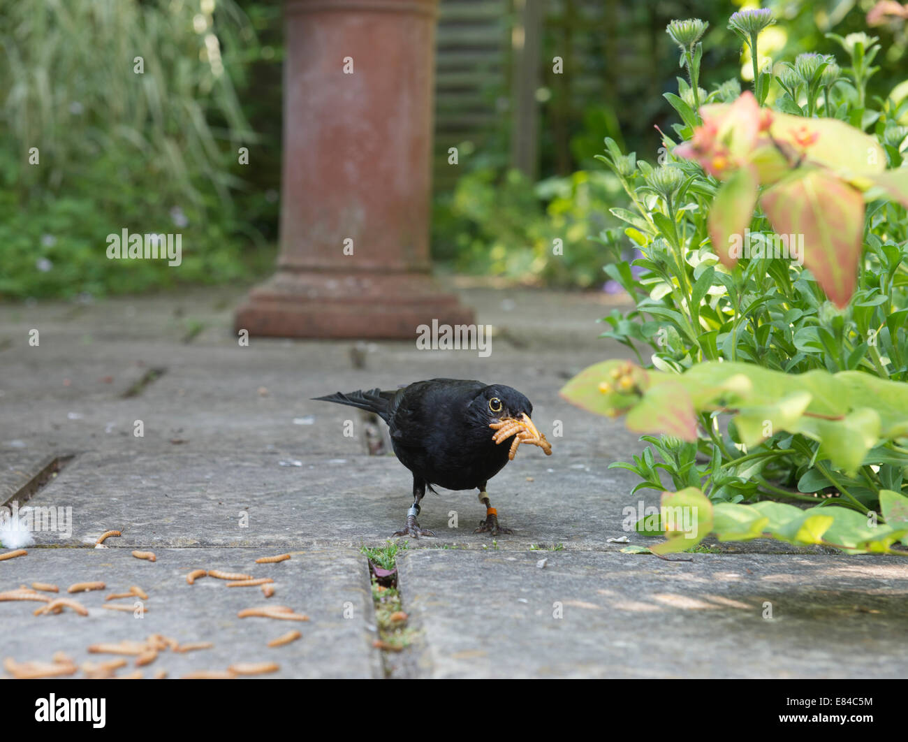 Mealworms hires stock photography and images Alamy