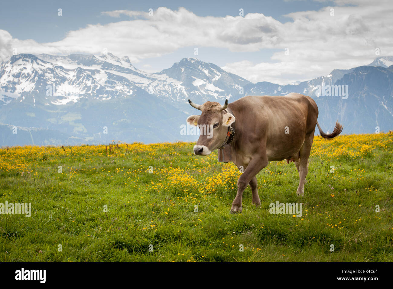 Cow walking in the Alps Stock Photo