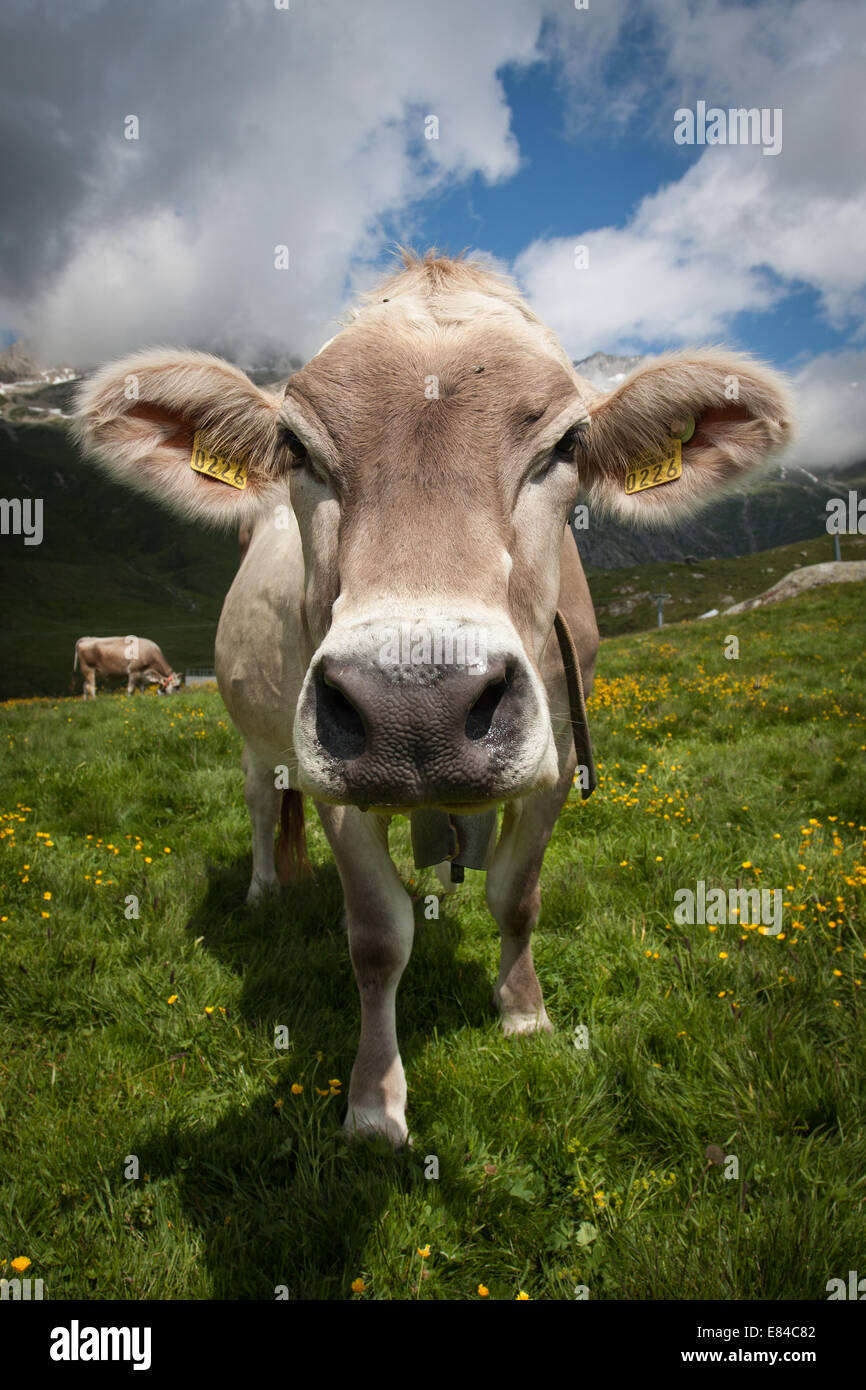Inquisitive dairy cow in the mountains of Switzerland, Europe. Stock Photo