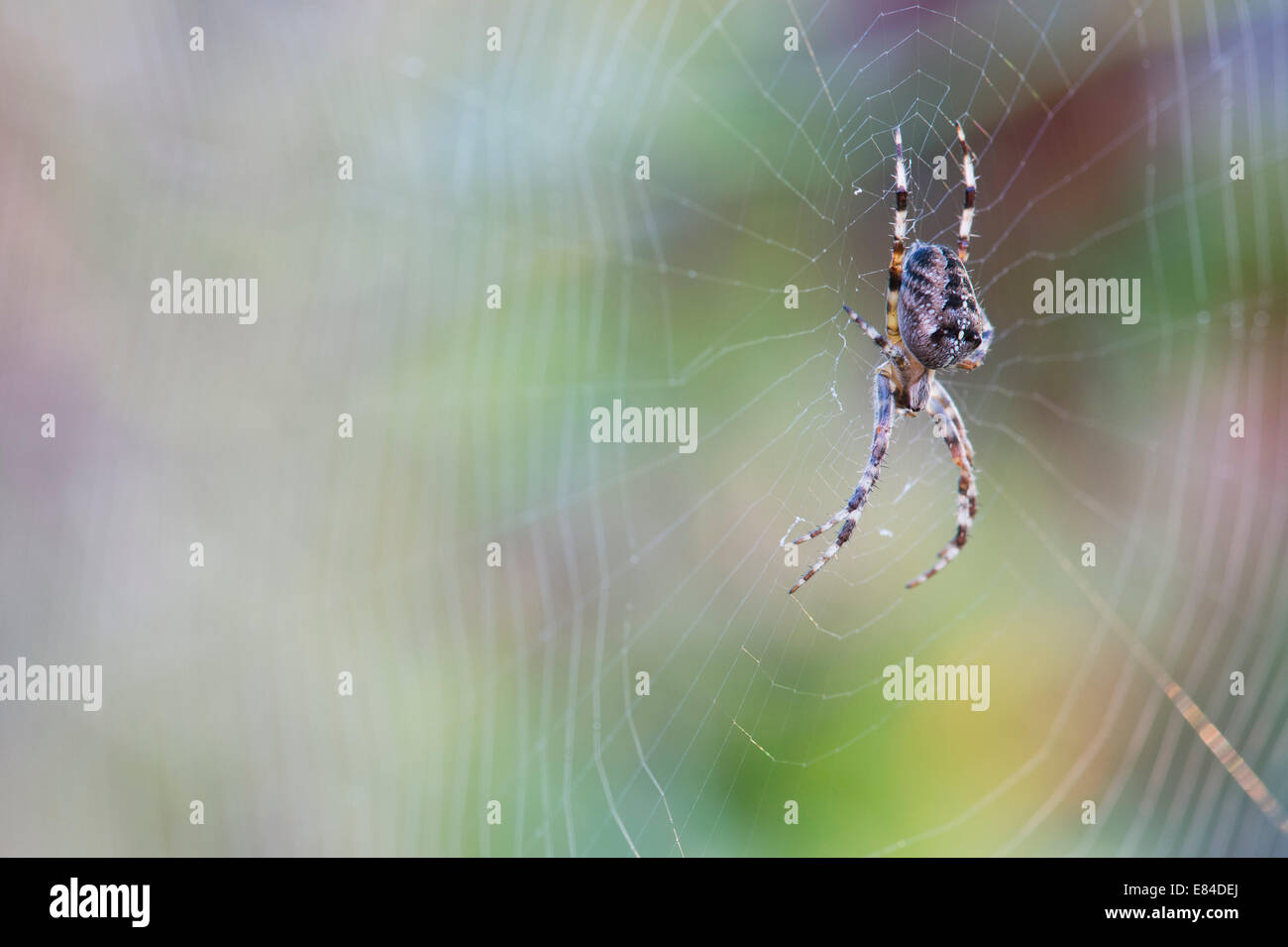 Araneus diadematus. Common orb weaver spider on a web in an english garden Stock Photo