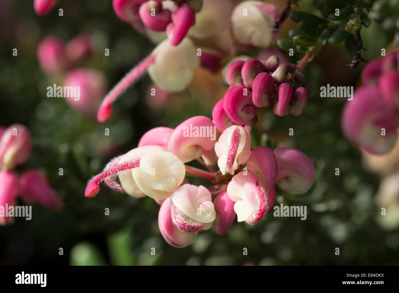 Close up of the flowers of the semi-prostrate evergreen shrub, Grevillea lanigera 'Mt Tamboretha' Stock Photo