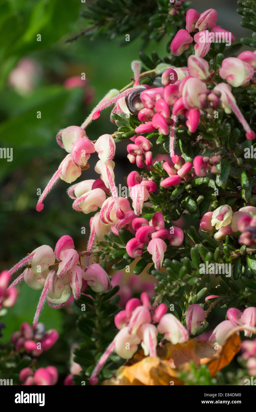 Flowers of the semi-prostrate evergreen Australian shrub, Grevillea lanigera 'Mt Tamboretha' Stock Photo