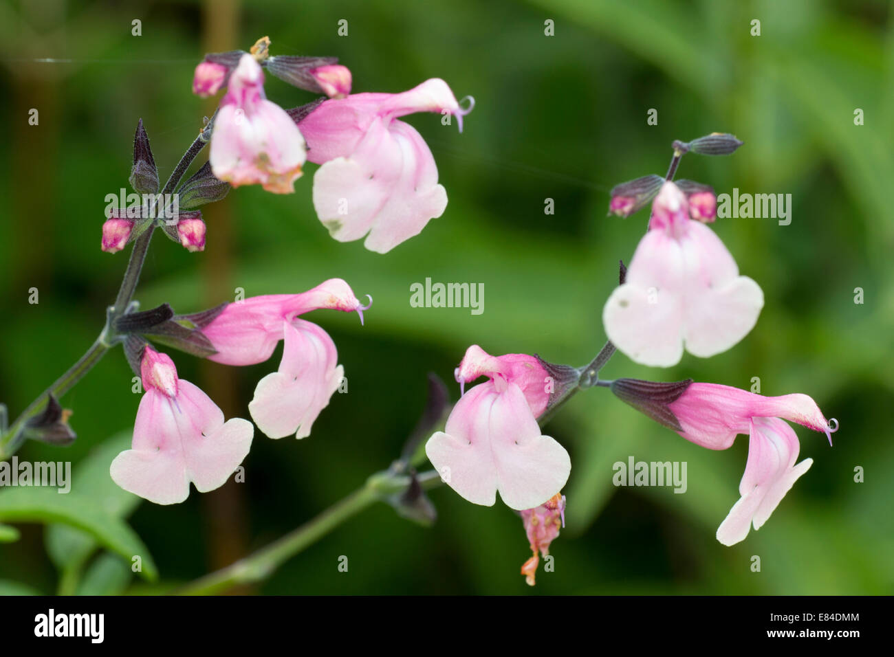 Flowers of the half-hardy, shrubby, Salvia greggii 'Stormy Pink' Stock Photo