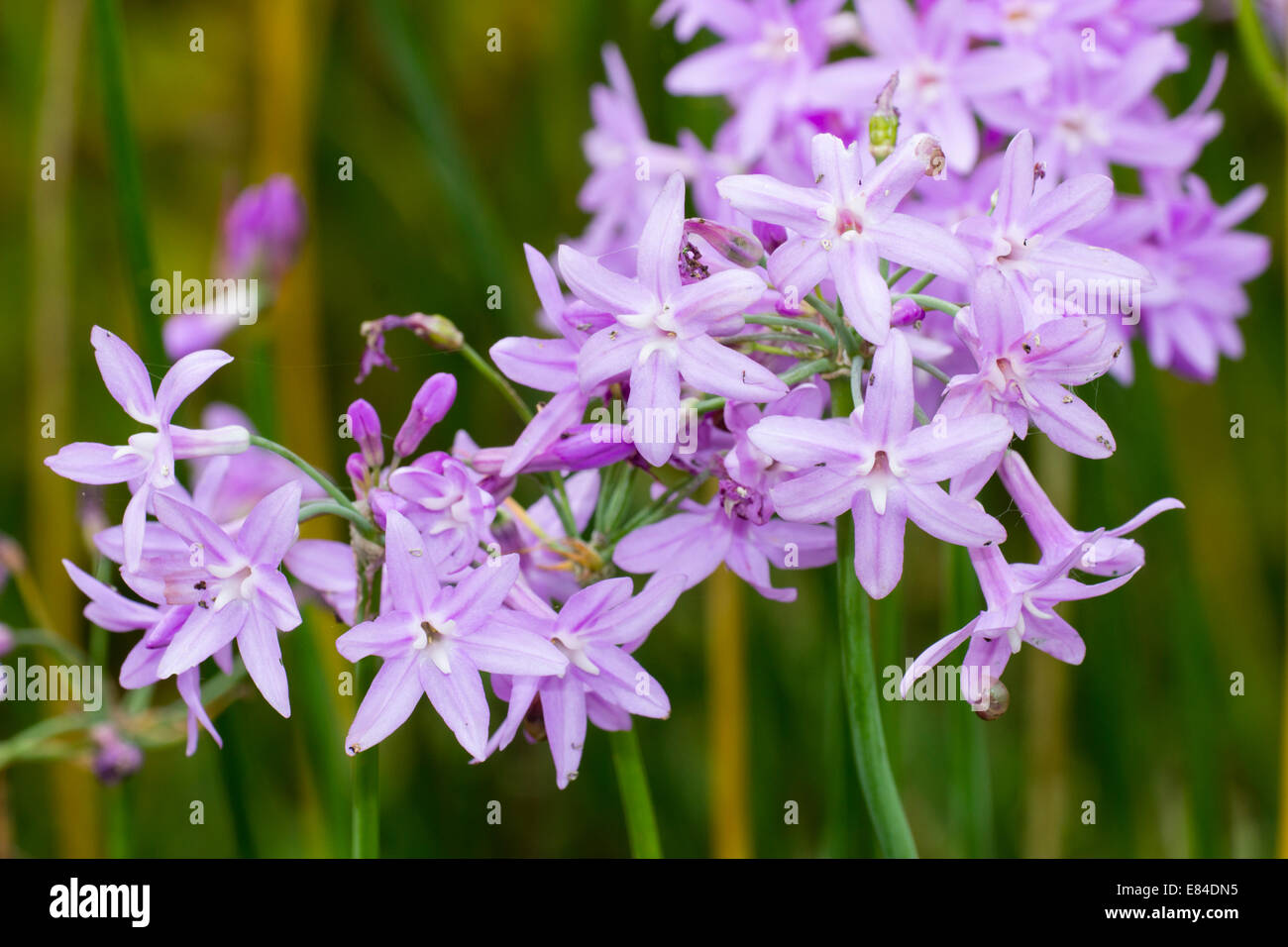 Close up of the flower heads of Tulbaghia violacea Stock Photo