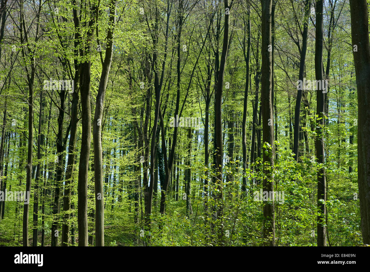 Spring Forest at Adersbach Kraichgau in Baden Württemberg in Germany Stock Photo