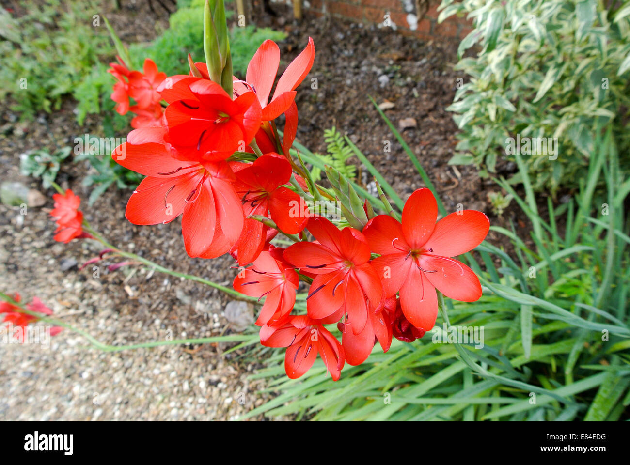Red gladiolus nanus Stock Photo