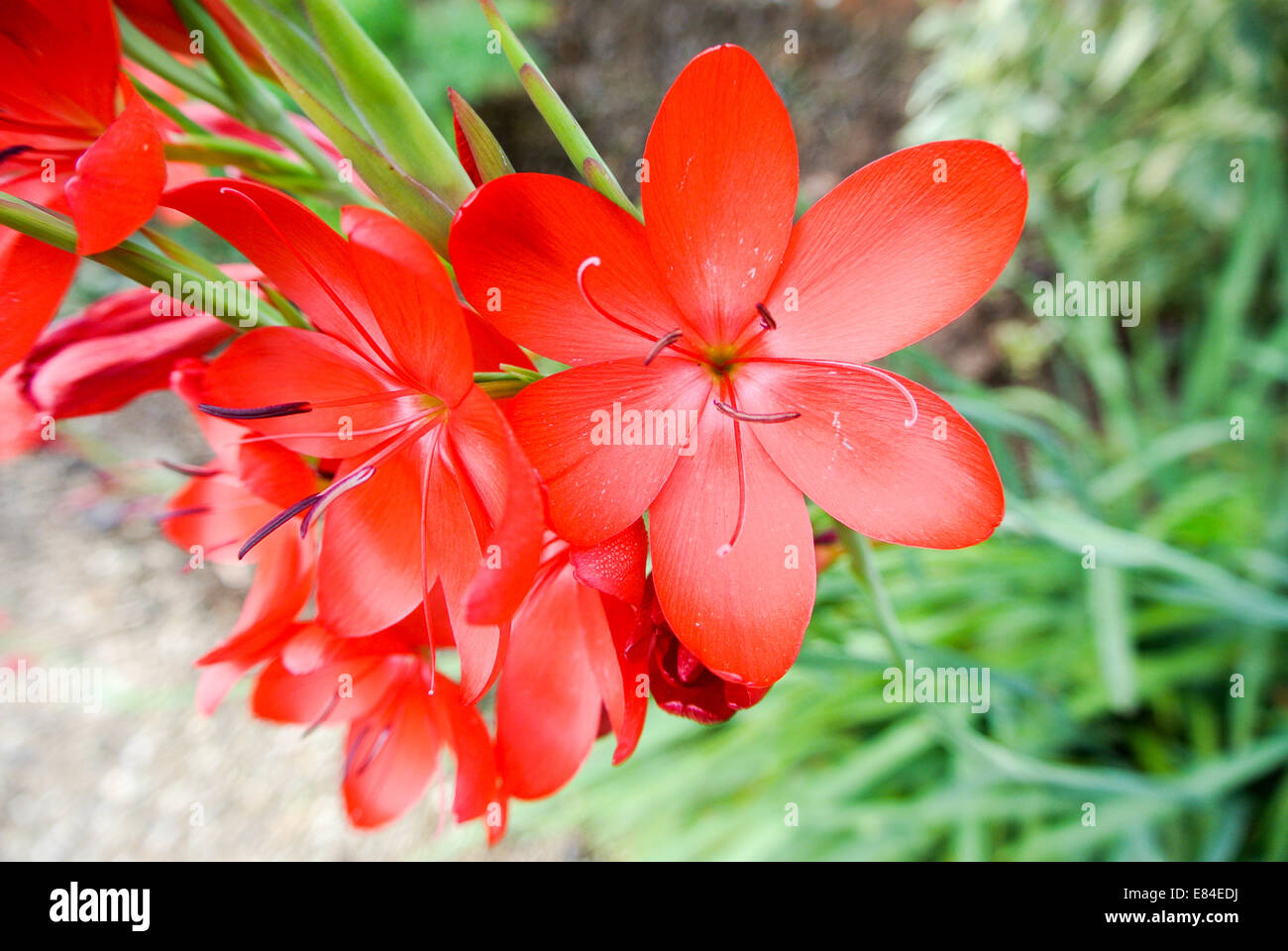 Red gladiolus nanus Stock Photo