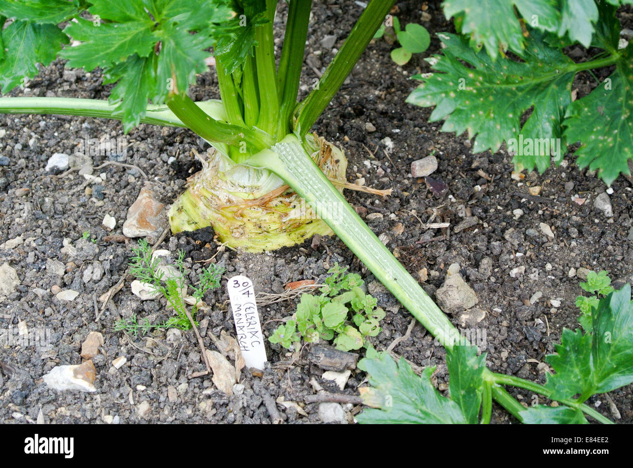 Celeriac growing Stock Photo
