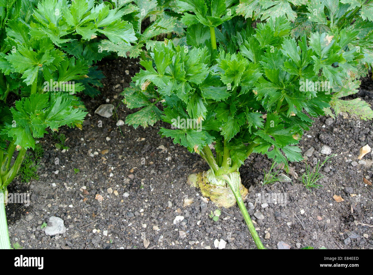 Celeriac growing Stock Photo