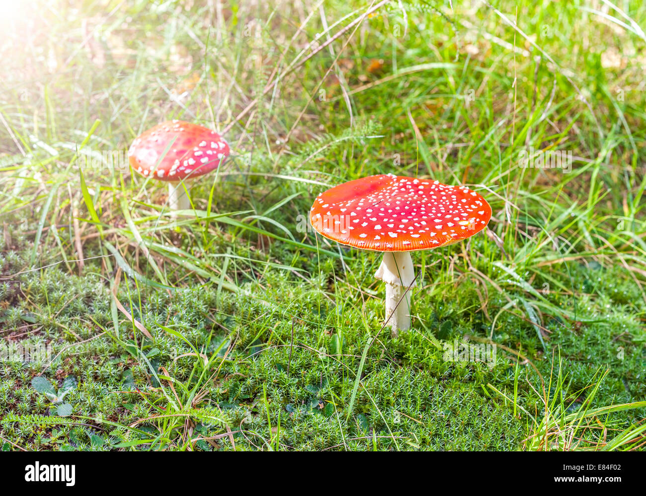 Two spotted toadstools on grass and moss. Stock Photo