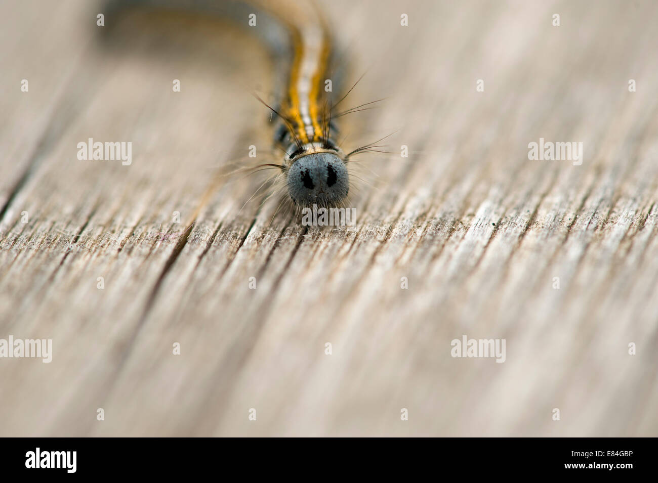 Caterpillar from the front Stock Photo