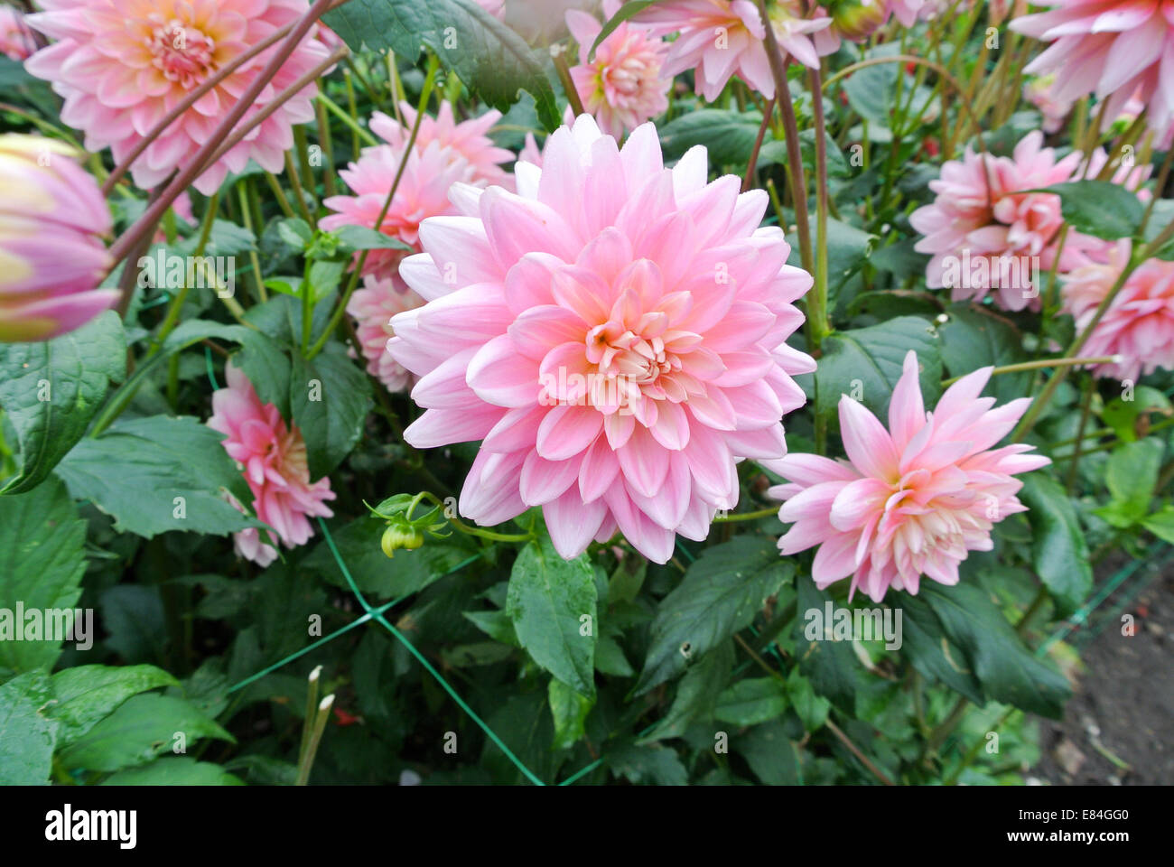 Dahlias hires stock photography and images Alamy