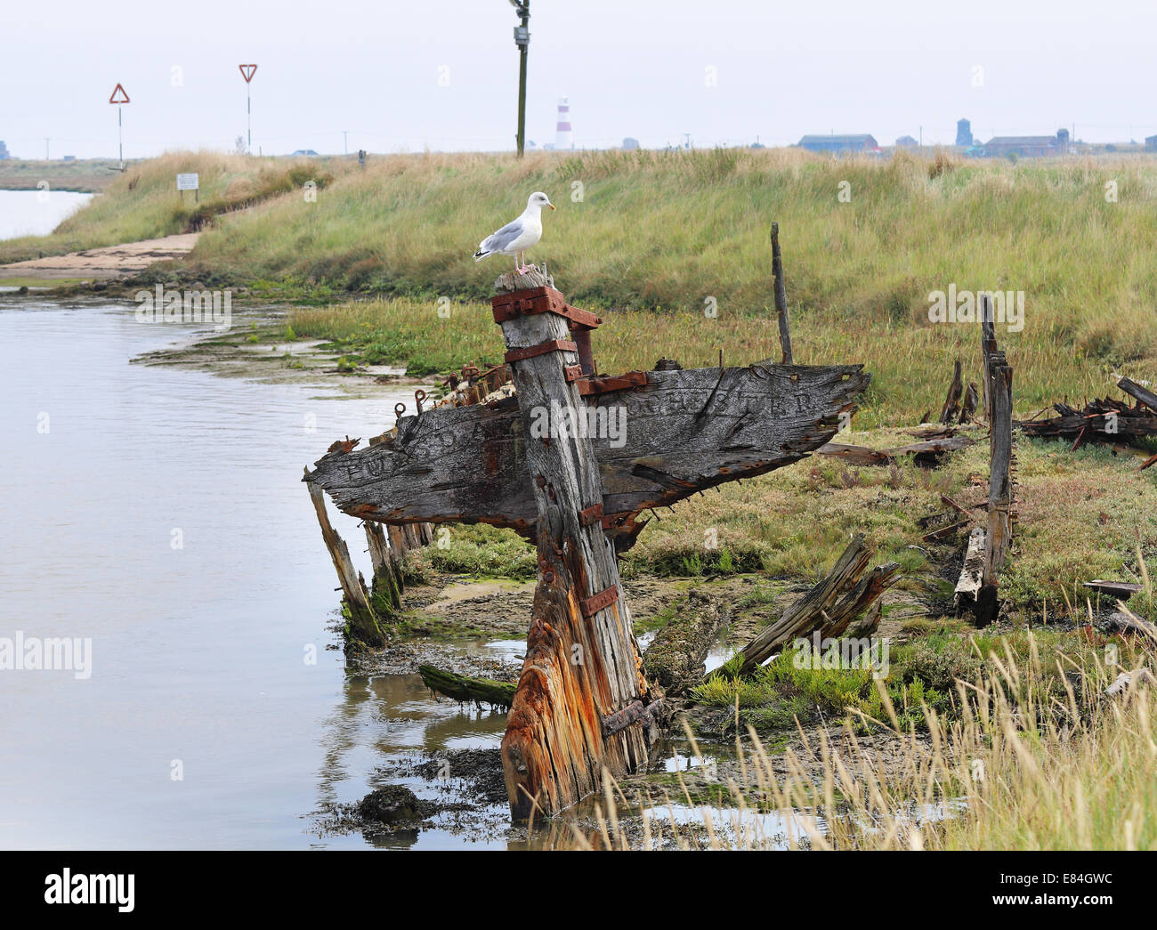 Seagull perched on a Boat wreck on a tidal estuary in Suffolk, UK Stock Photo
