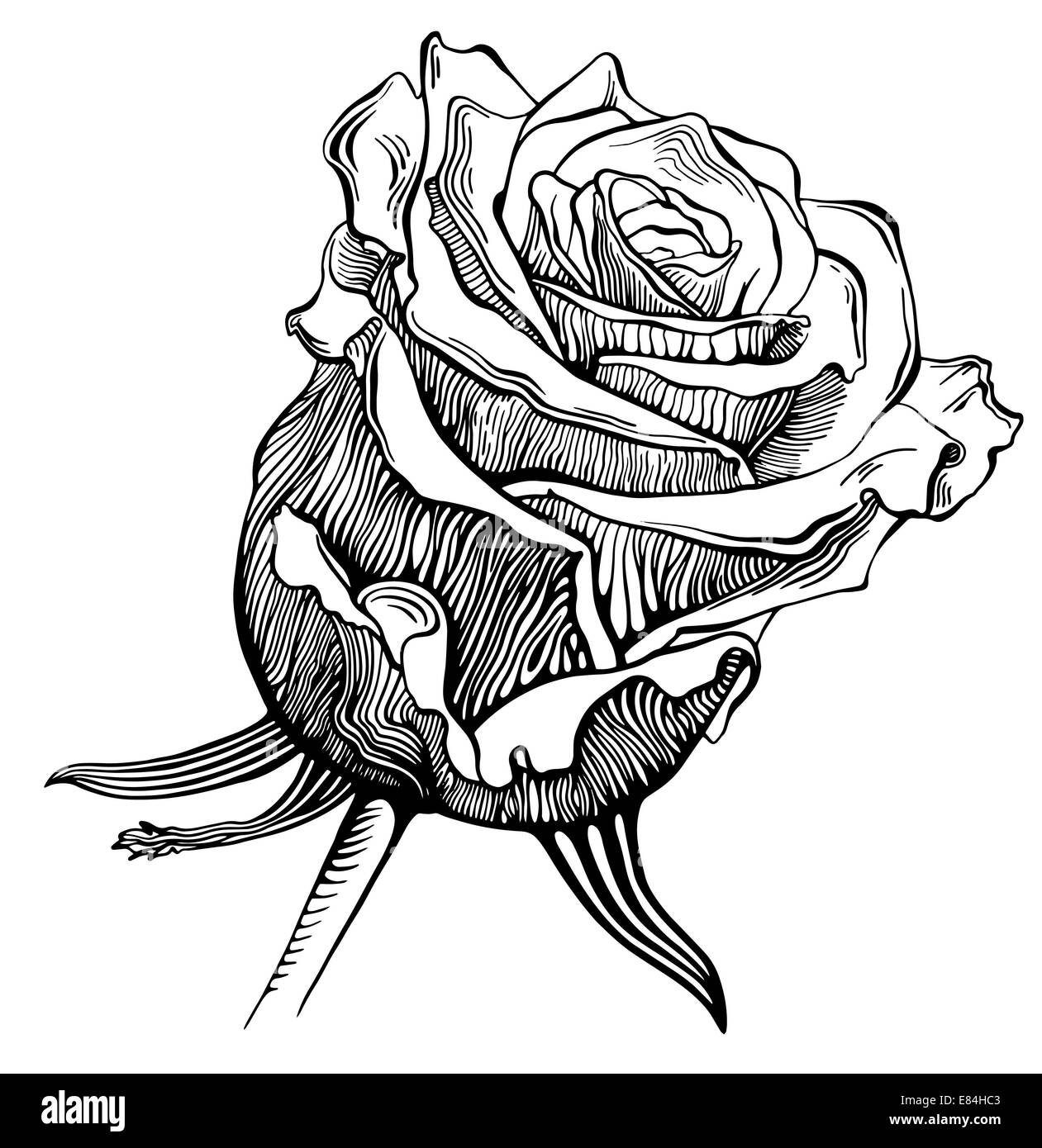 black and white digital drawing sketch rose Stock Photo Alamy