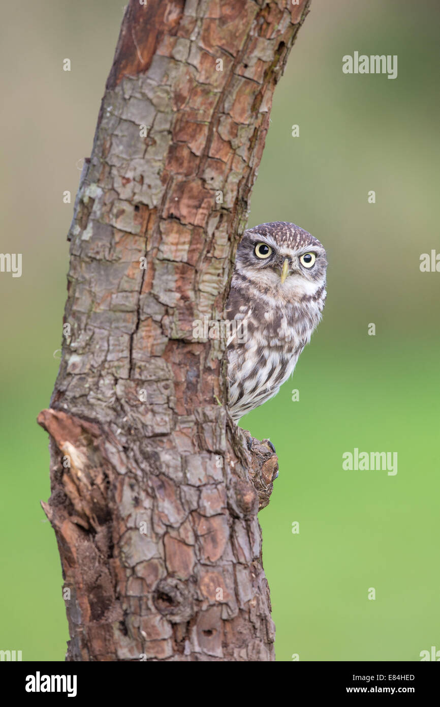 Little Owl (Athene noctua) peering around a tree trunk Stock Photo
