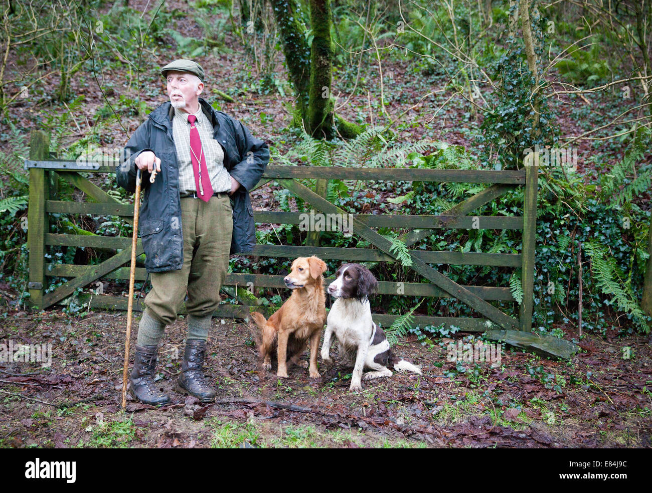 Man with walking stick nd hunting dogs, Dartmoor, Devon Stock Photo