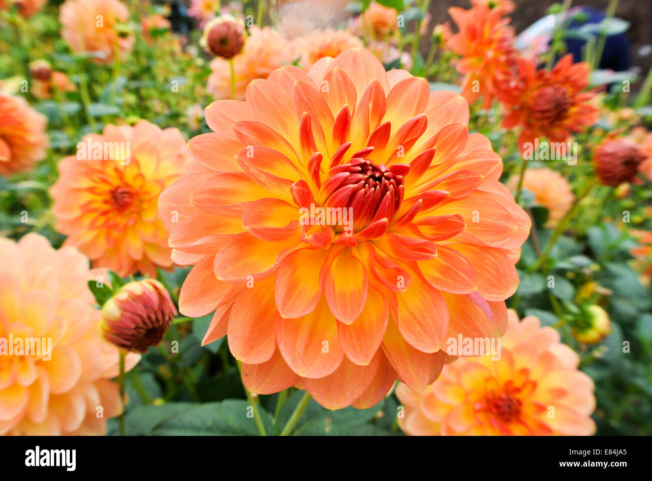 Waterlily dahlias in orange Stock Photo