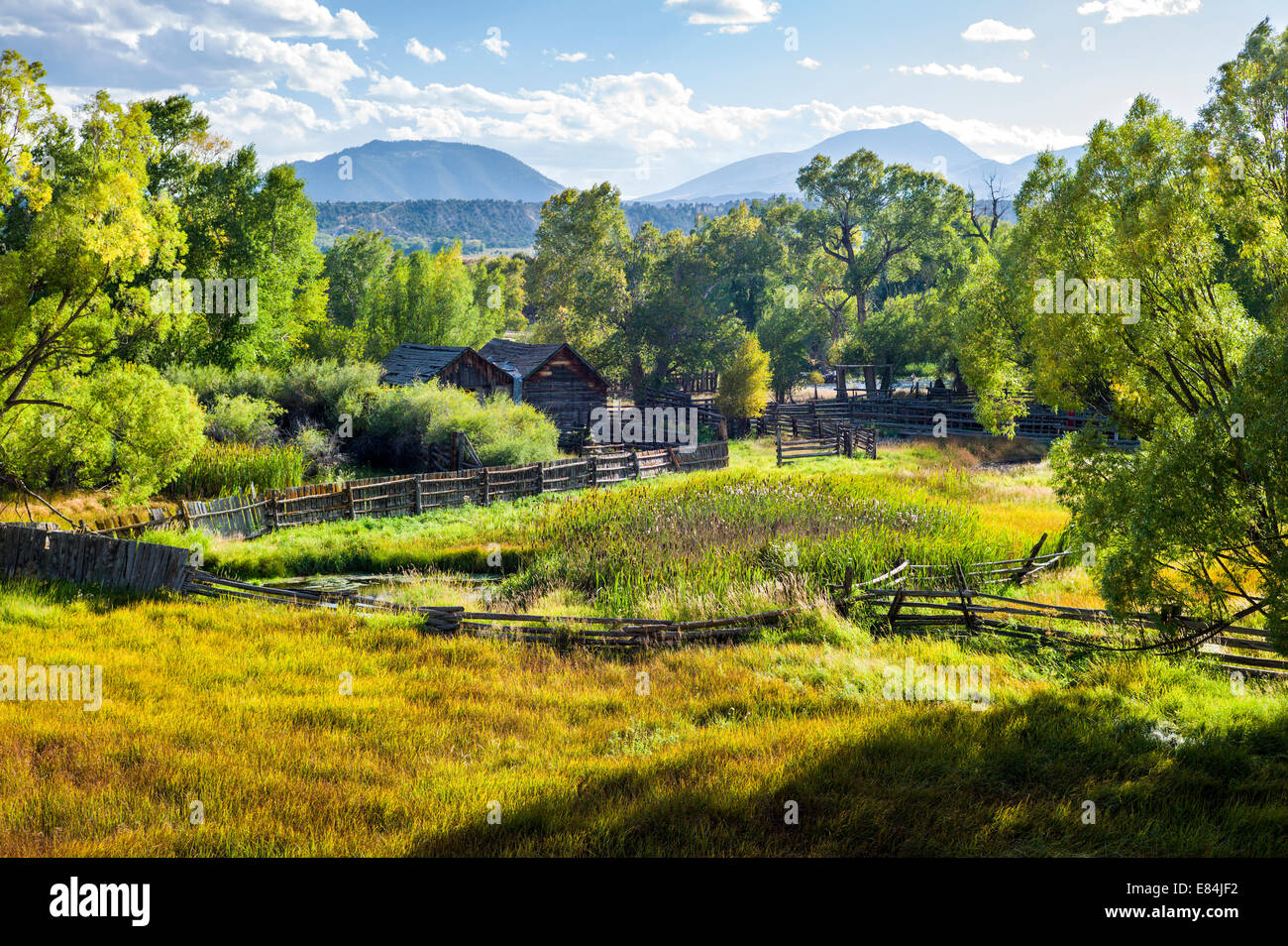 Cottonwood tree & lush pasture along the Arkansas River, Rocky
