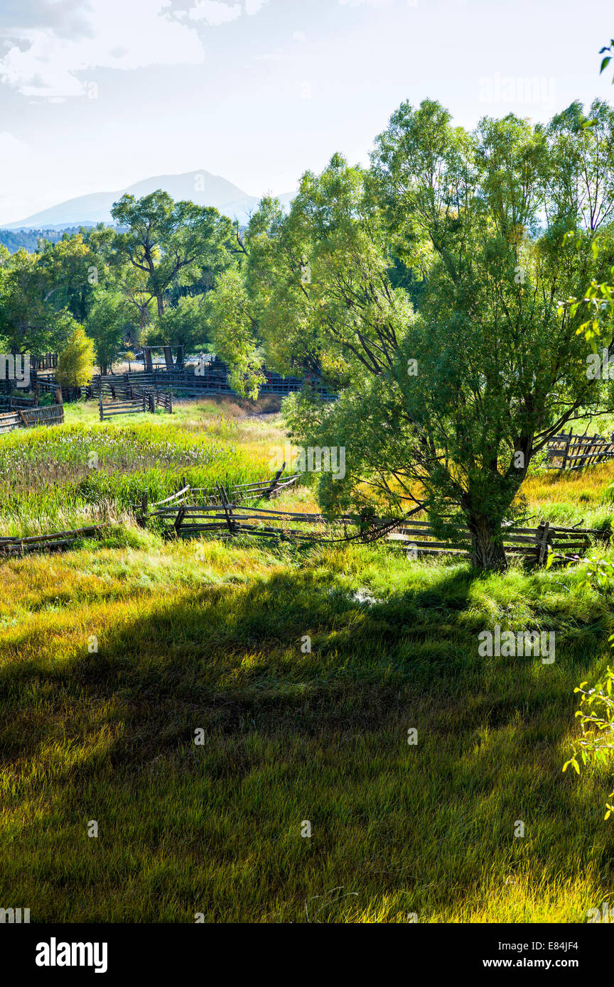 Cottonwood tree & lush pasture along the Arkansas River, Rocky