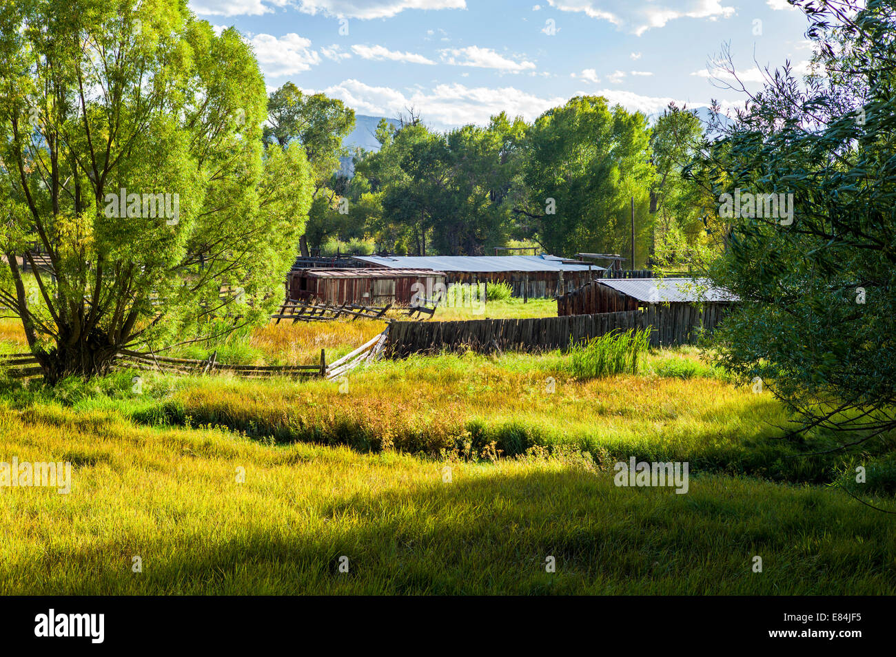 Cottonwood tree & lush pasture along the Arkansas River, Rocky