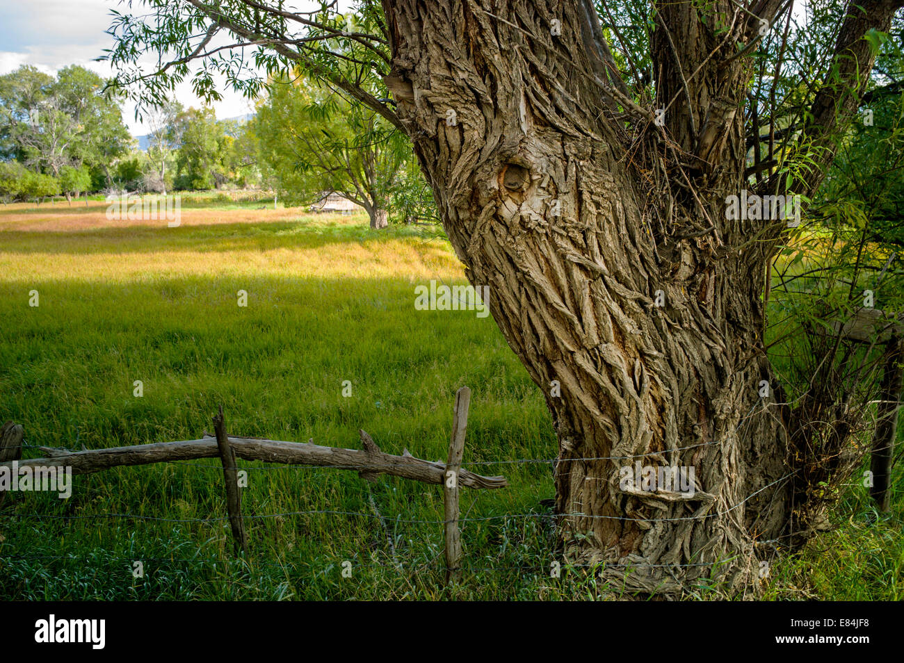 Cottonwood tree & lush pasture along the Arkansas River, Rocky