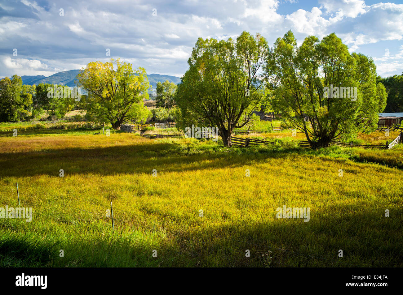 Cottonwood tree & lush pasture along the Arkansas River, Rocky