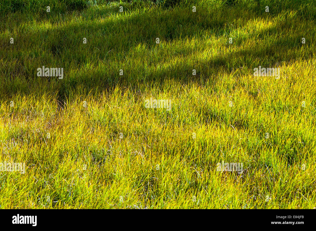 Lush pasture grasses along the Arkansas River, Rocky Mountains beyond