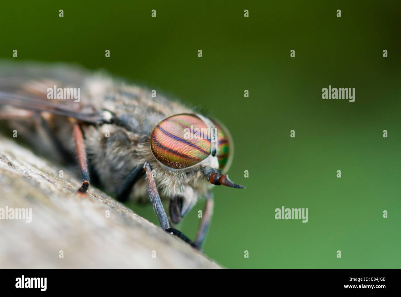 Close up shot of the striped compound eye of a striped eye Horsefly Stock Photo