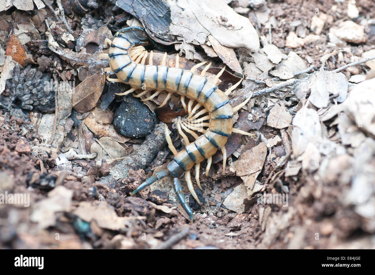 The scary looking centipede Scolopendra mirabilis.  An active hunter it has a nasty bite Stock Photo