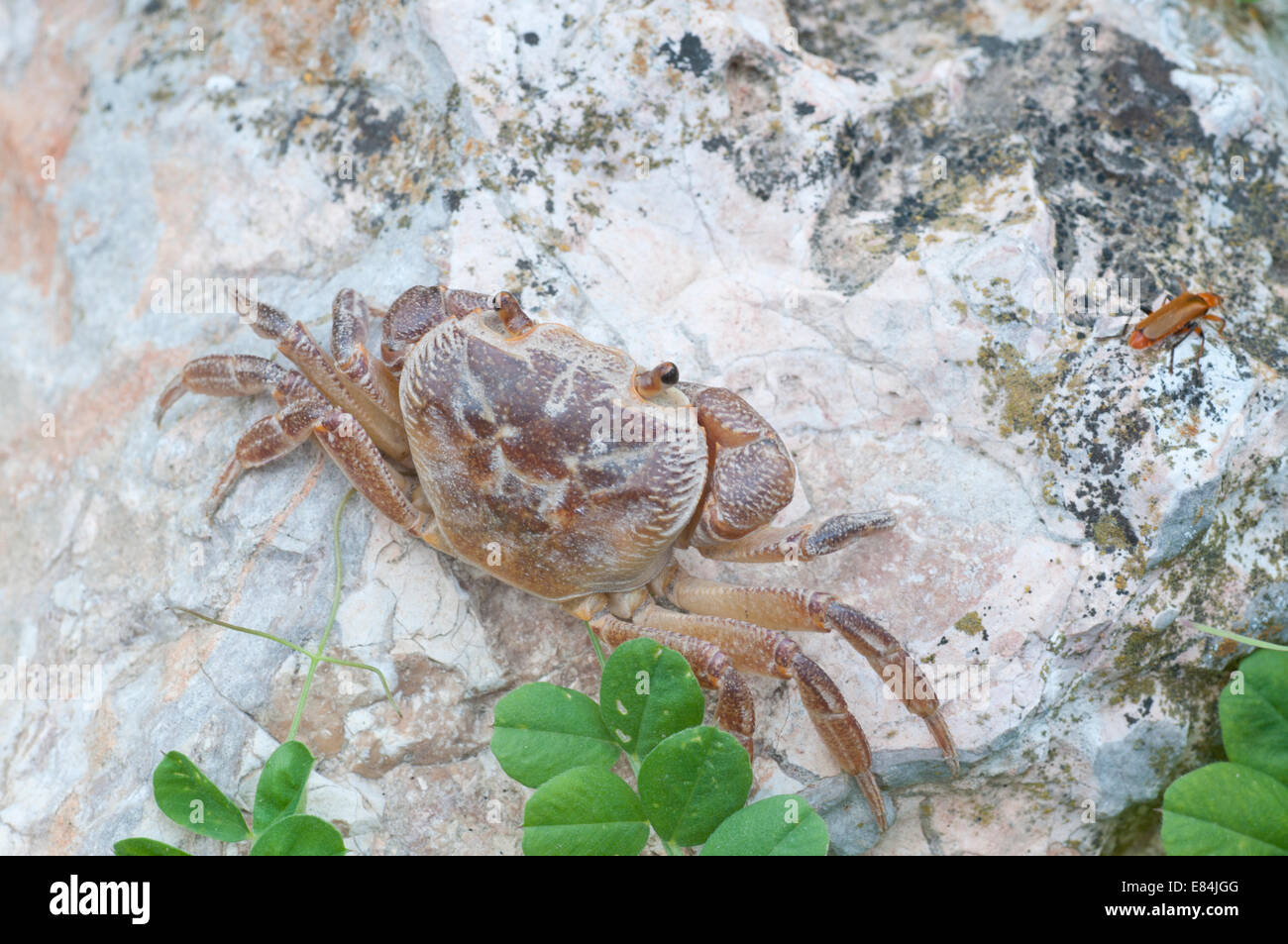 A shot of the semi-terrestrial Leventine freshwater crab resting on a rock in Jordan Stock Photo