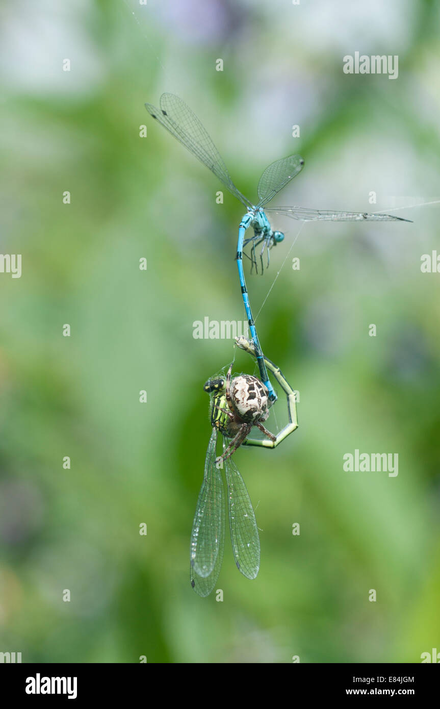 Mating pair of Azure damselflies trapped in a spider web with the spider attacking the female Stock Photo