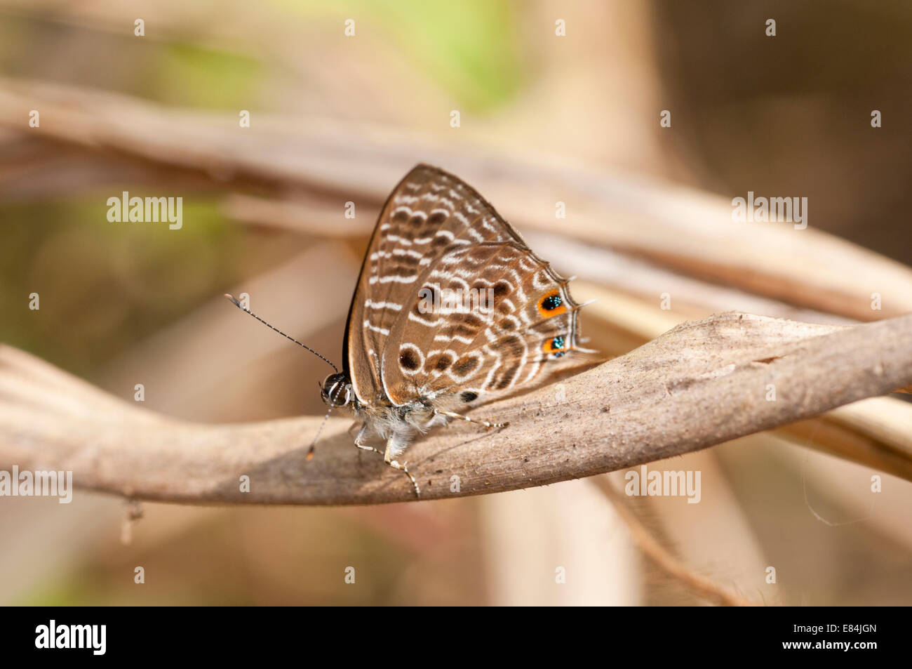 A Common Ciliate Blue perched on a twig at Kintampo Falls, Ghana Stock Photo