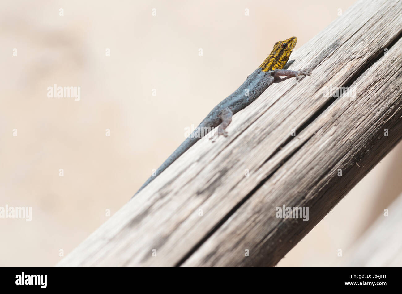 An East African Dwarf Yellow-headed Gecko resting on wooden beam in Dar es Salaam, Tanzania Stock Photo