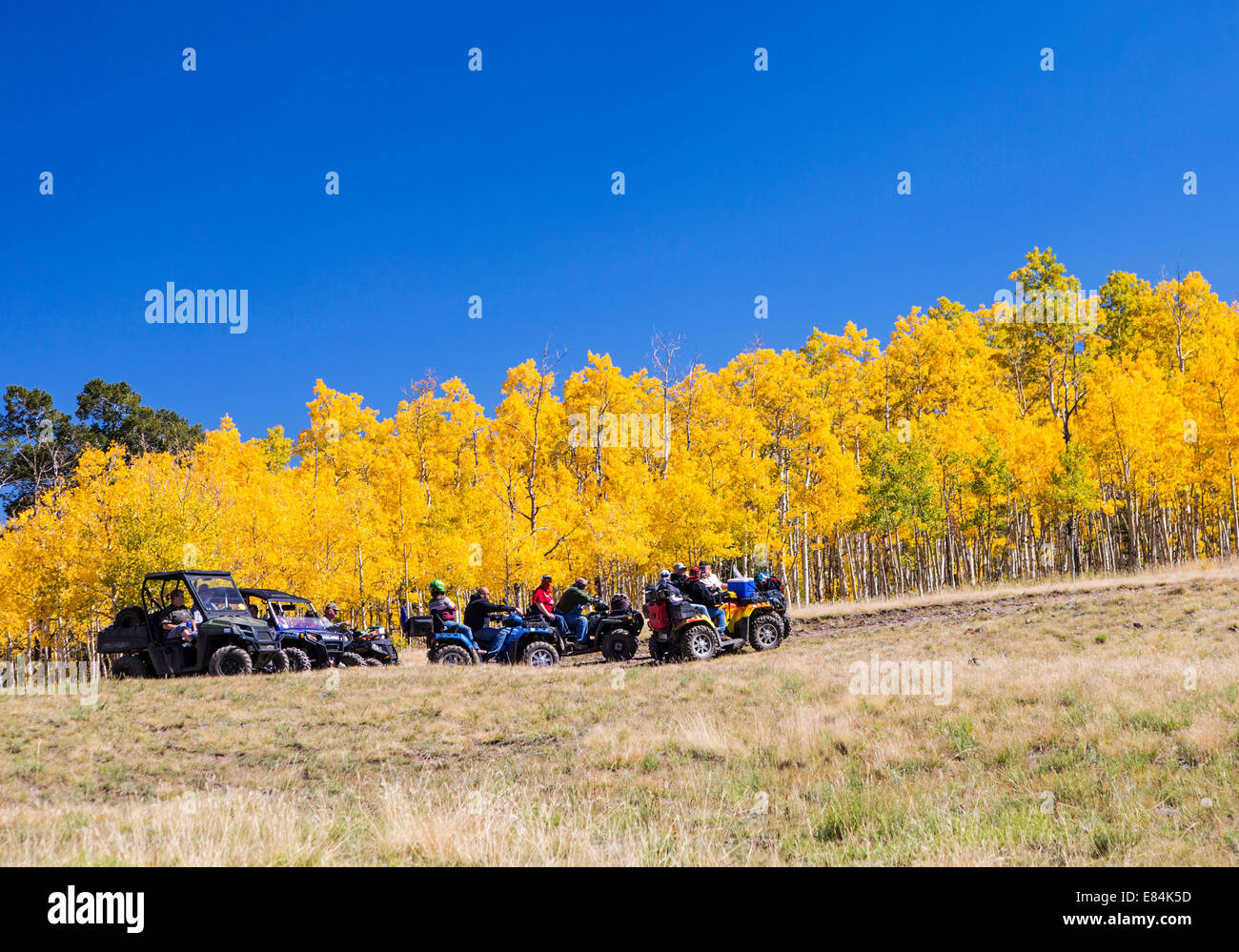 Tourists on ATV's enjoy fall foliage & autumn colors, Aspen Ridge, Central Colorado, USA Stock Photo