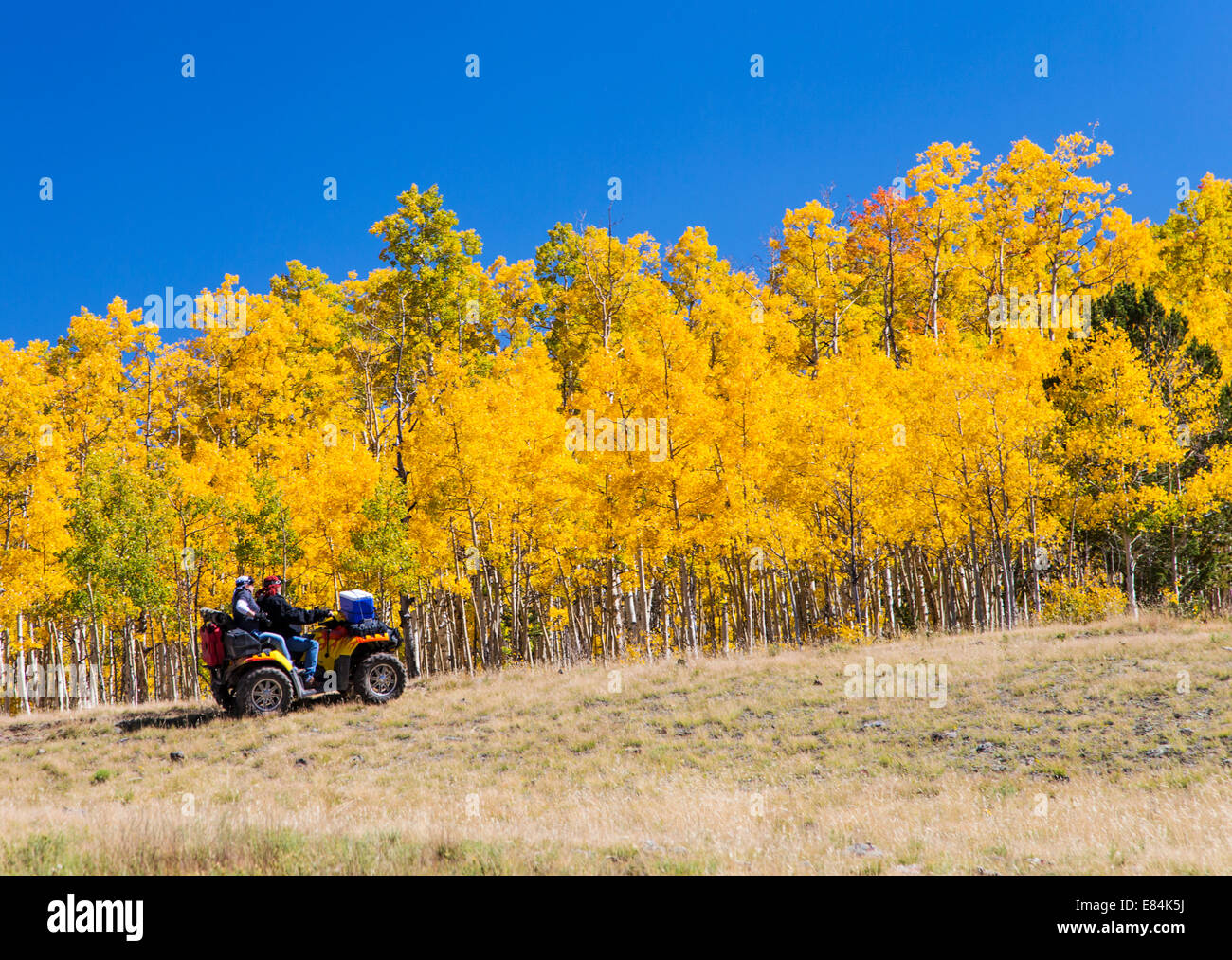 Tourists on ATV's enjoy fall foliage & autumn colors, Aspen Ridge, Central Colorado, USA Stock Photo