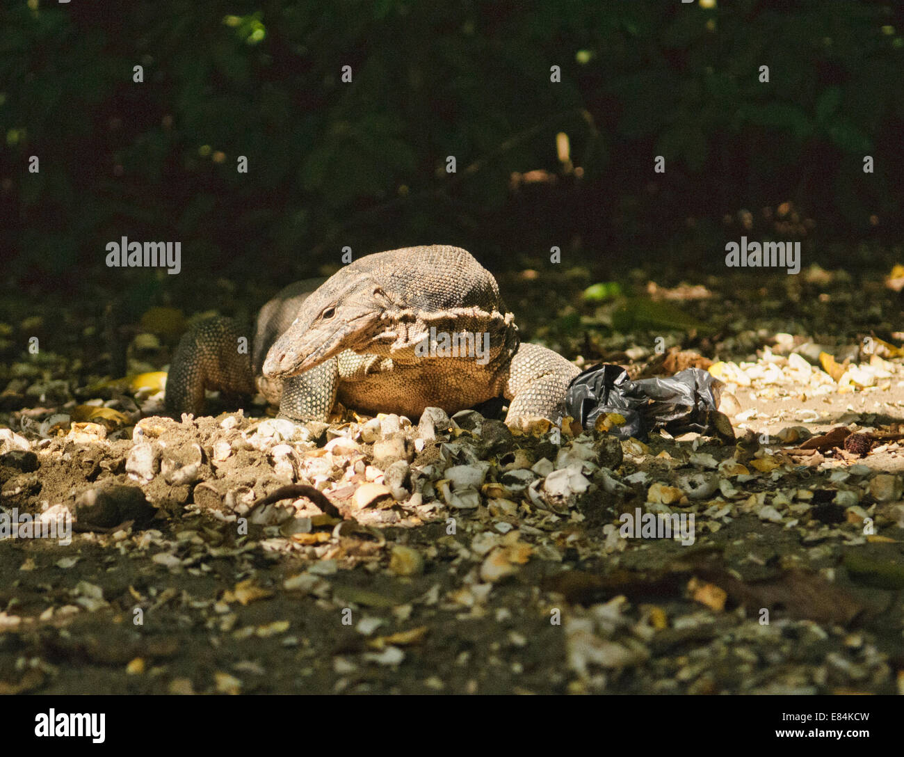Monitor Lizard eating turtle egg at the Meru Betiri National Park in Sukamade, East Java, Indonesia Stock Photo