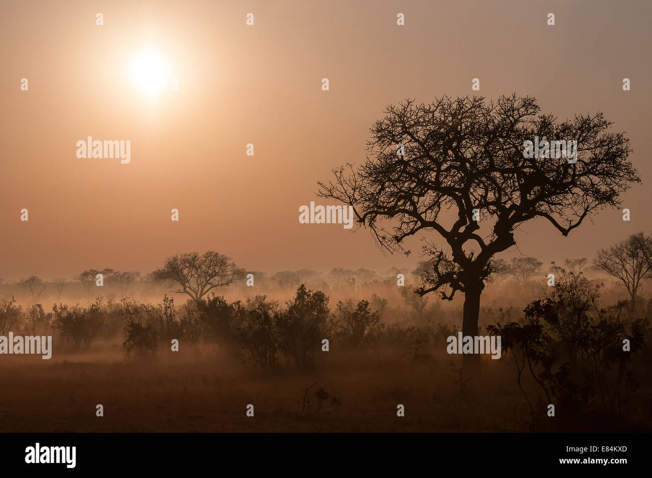 Sunrise over African scrub taken during winter months with early mist evaporating, Sabi Sands Private Game Reserve. Stock Photo