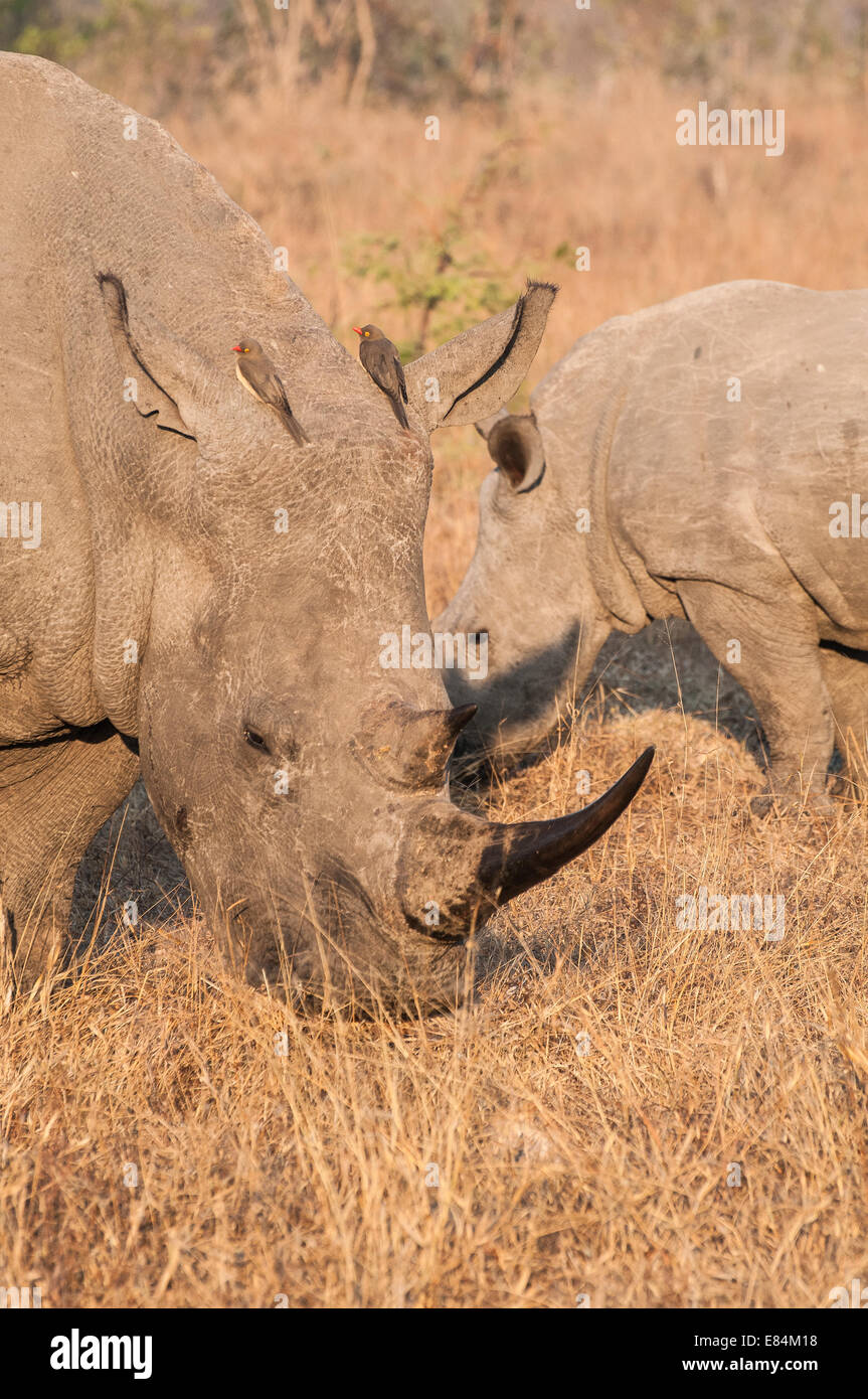 Rhinoceros Bird Stock Photos Rhinoceros Bird Stock Images Page