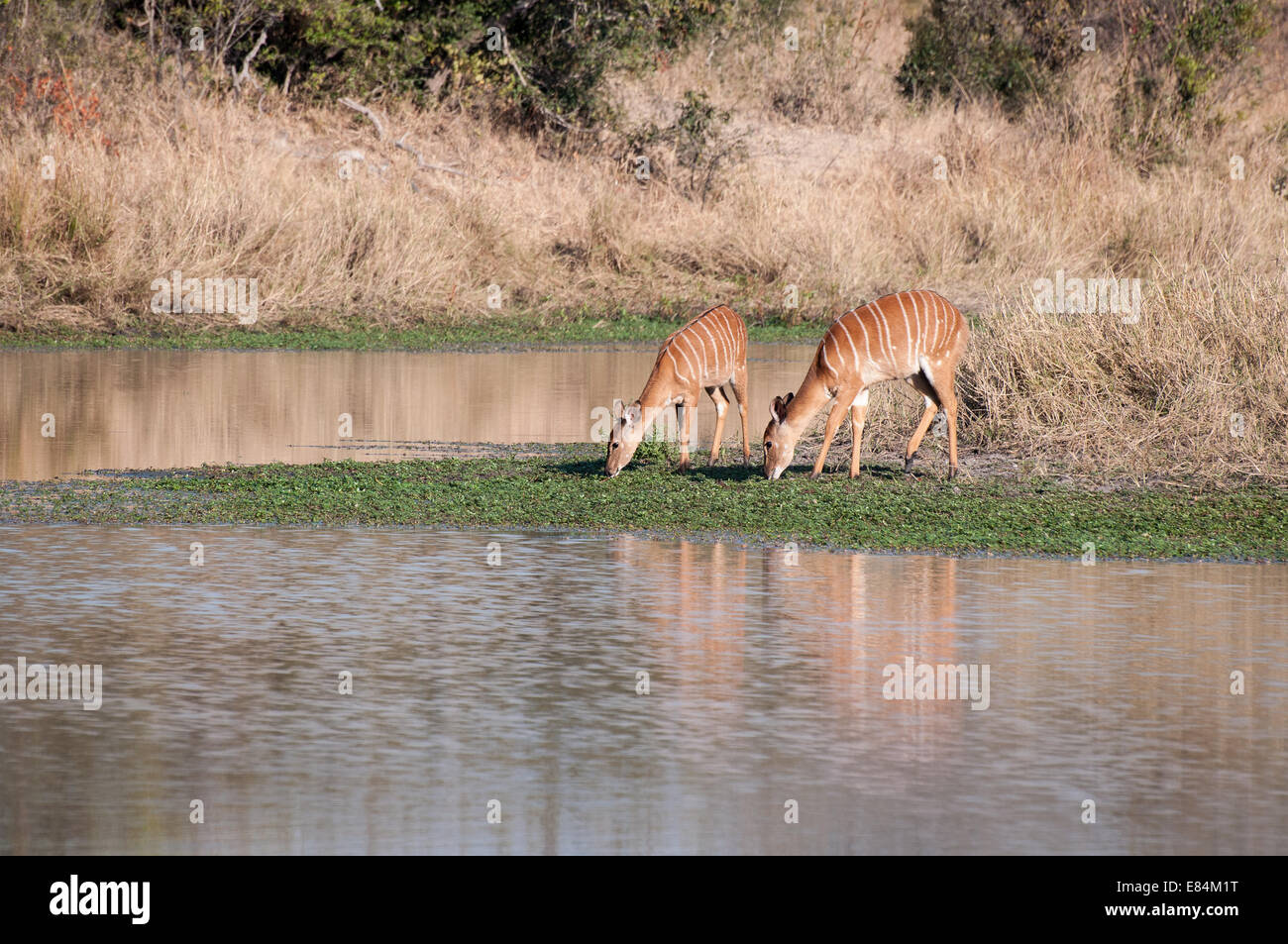 Waterside vegetation hi-res stock photography and images - Alamy