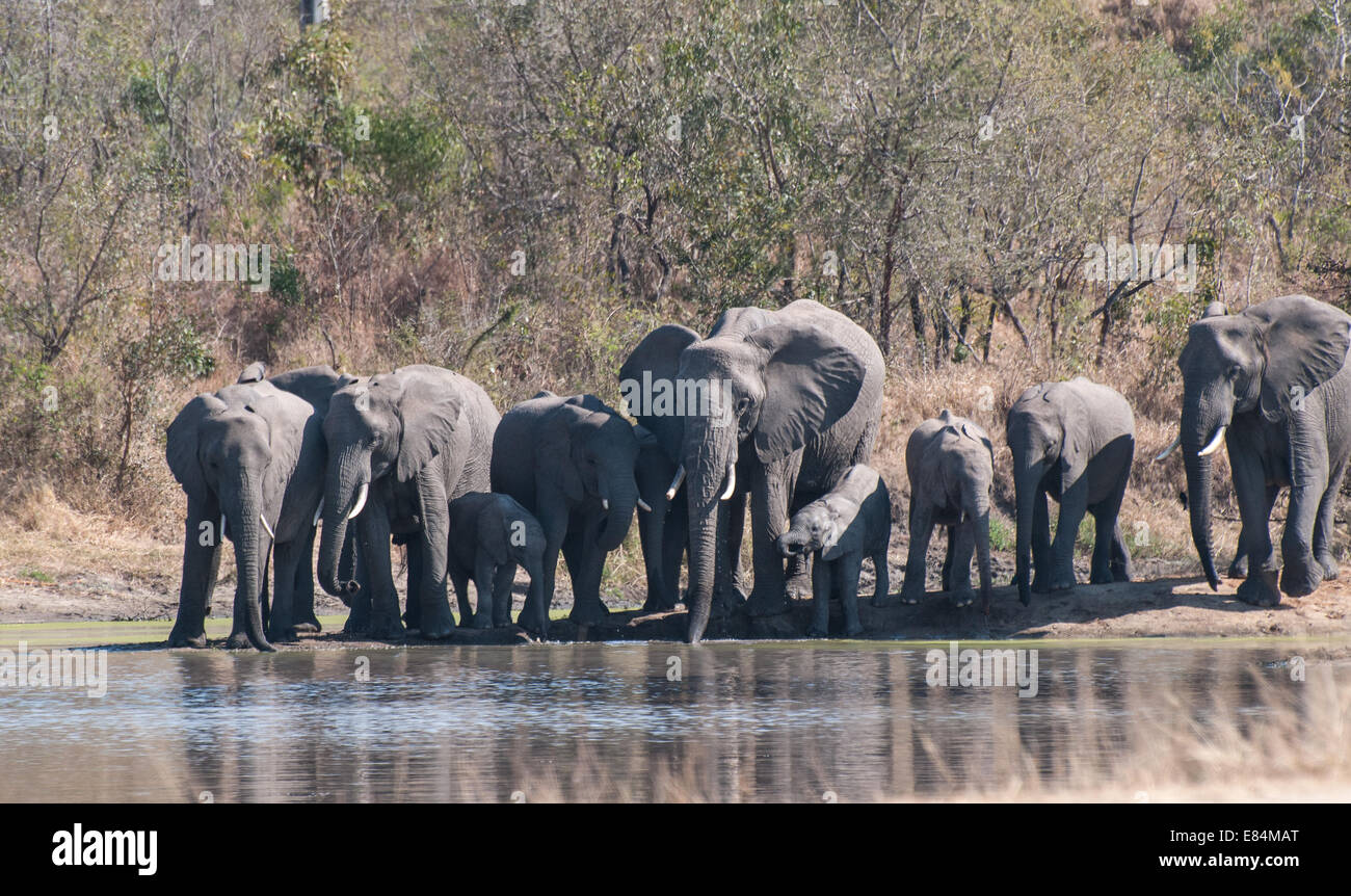 Elephant herd at waterhole, Sabi Sands Reserve, South Africa Stock Photo