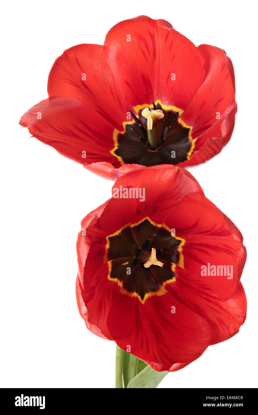 Two red tulip flowers isolated on a white background Stock Photo - Alamy