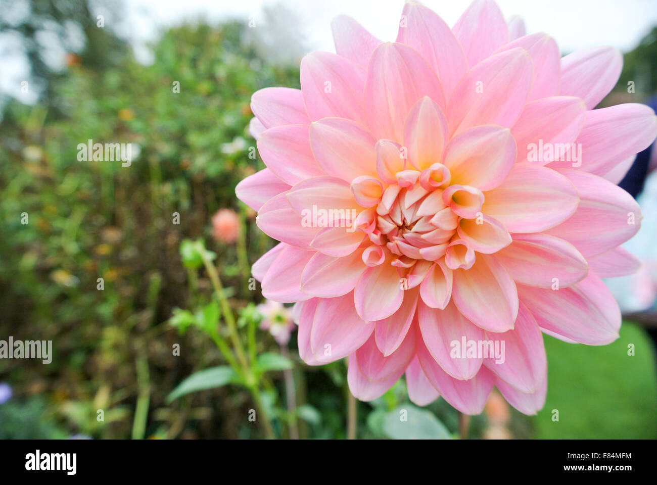 Single pink waterlily dahlia Stock Photo Alamy