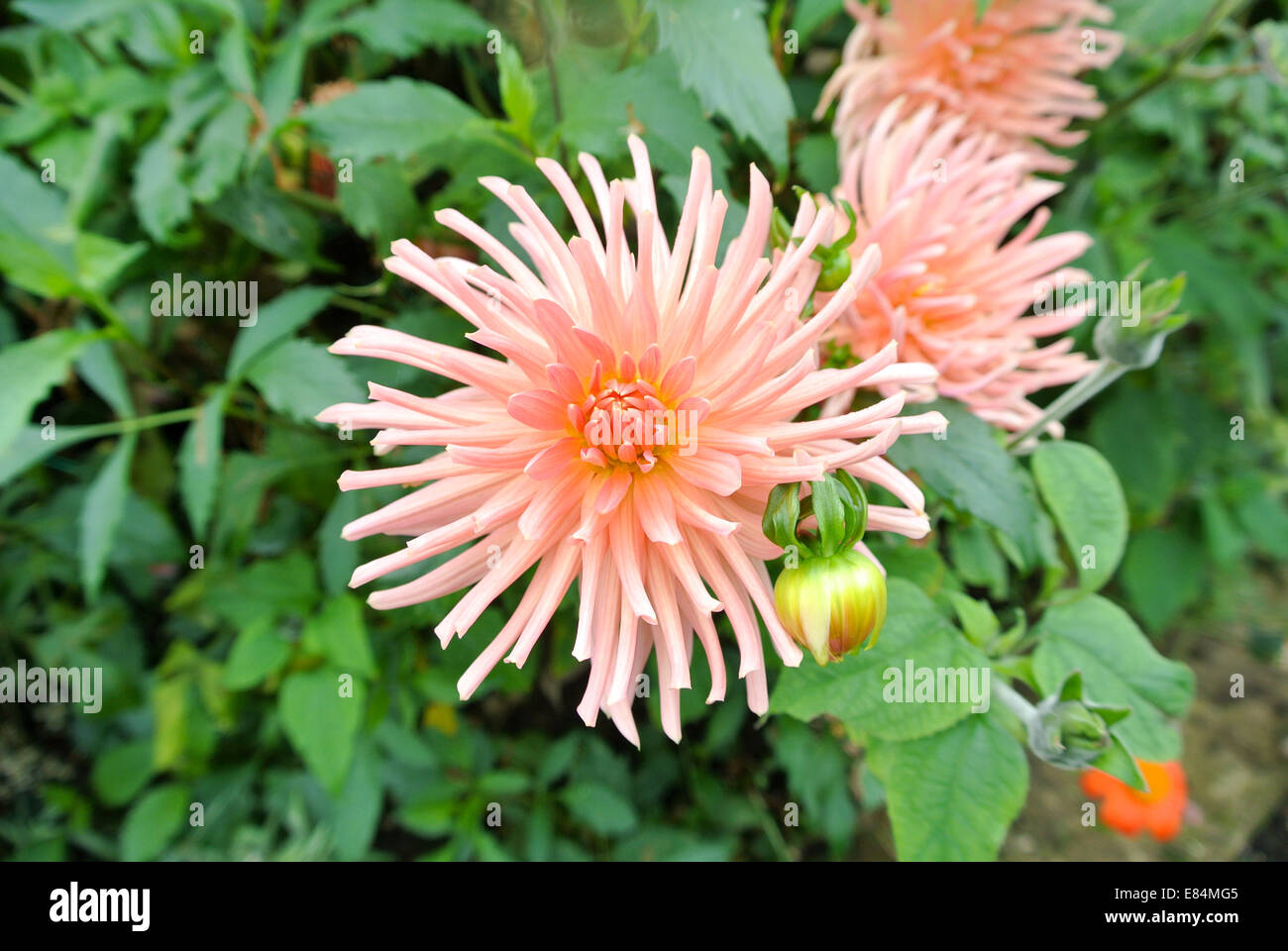 Spiky dahlia dahlias hi-res stock photography and images - Alamy