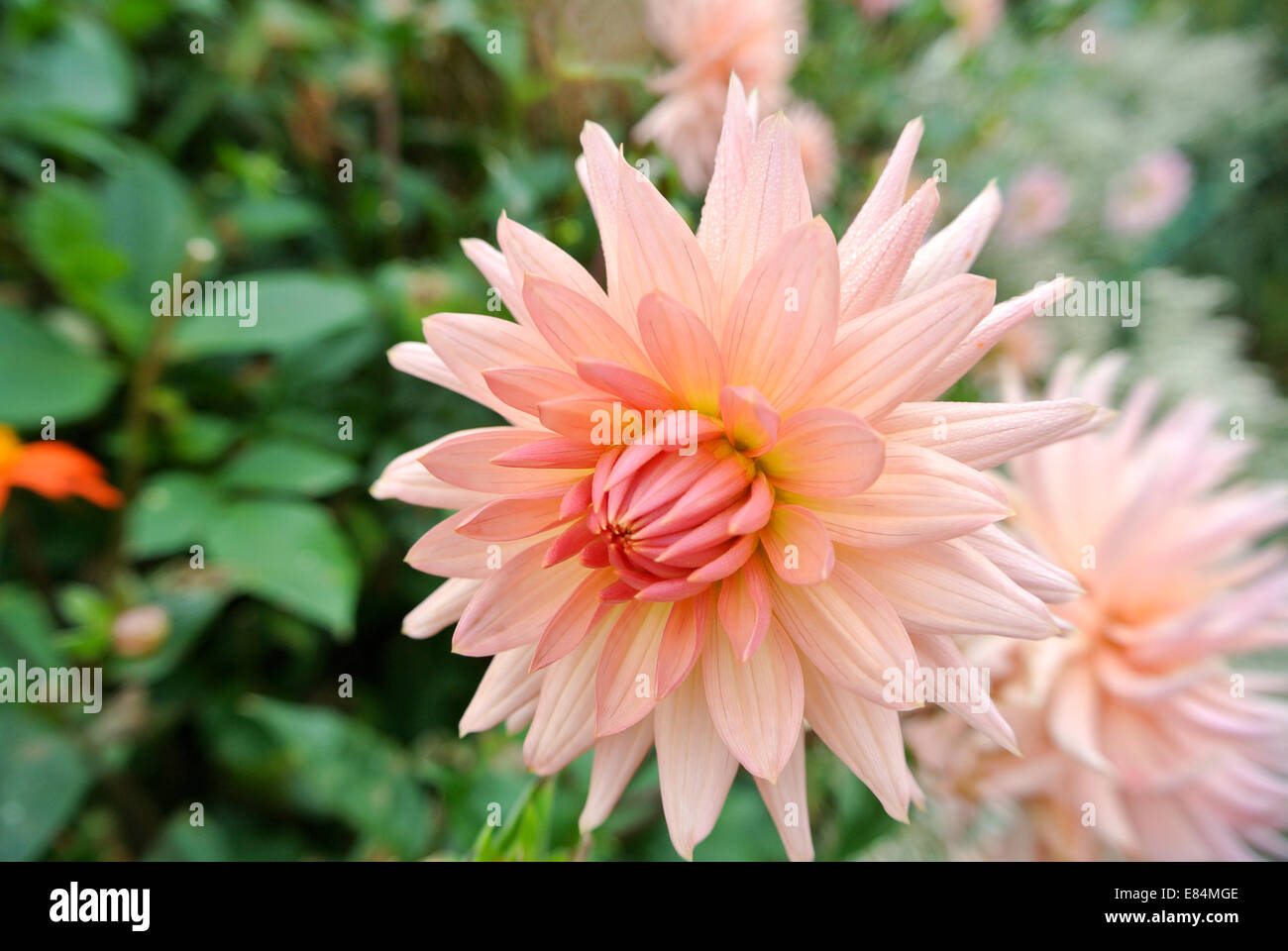 Peach dahlia hires stock photography and images Alamy