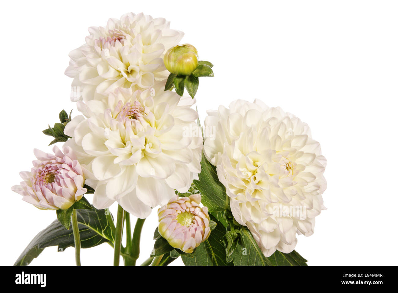 White dahlia flowers isolated on a white background Stock Photo - Alamy
